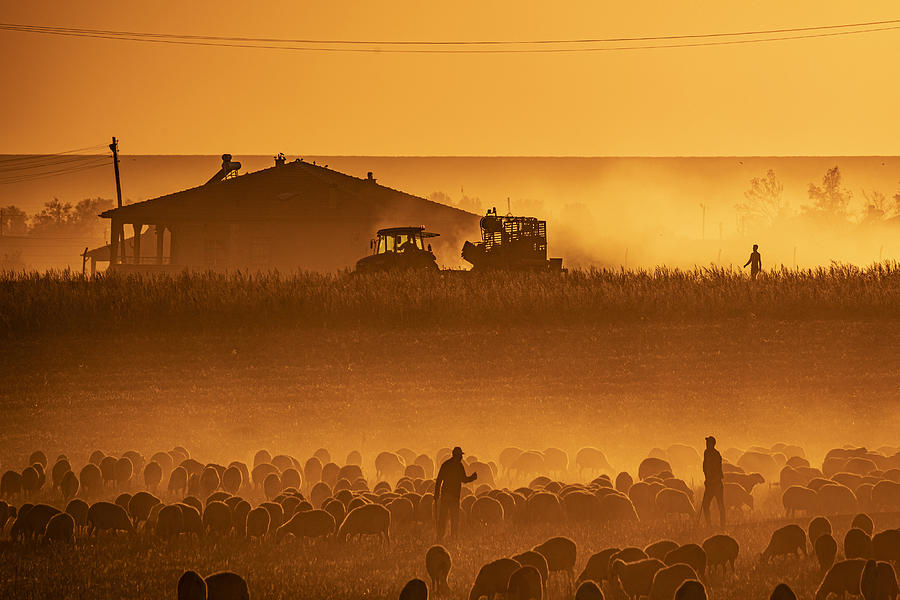 Threshing Harvest Photograph by Mustafa Binol