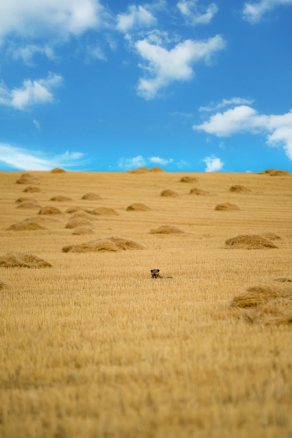 Threshing Wheat Photograph by Rashad Photography