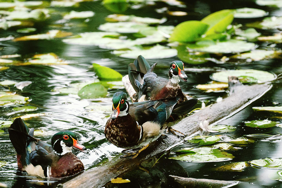 Wildlife Photograph - Threw Wood Ducks On A Floating Log In A Pond by Cavan Images