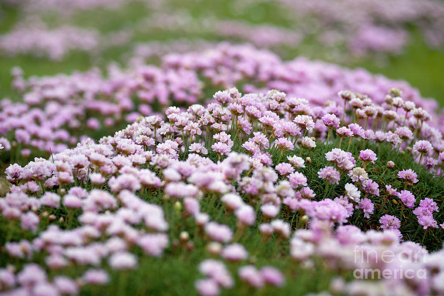Nature Photograph - Thrift (armeria Maritima) by Dr Keith Wheeler/science Photo Library