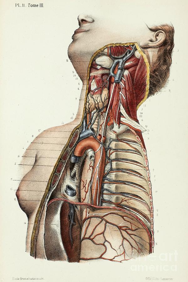 Book Photograph - Throat And Chest Anatomy by Science Photo Library