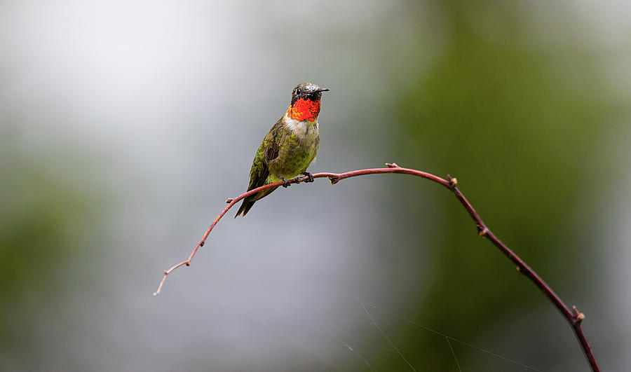 Throat Warmer - Ruby-throated Hummingbird - Trochilus colubris Photograph by Spencer Bush