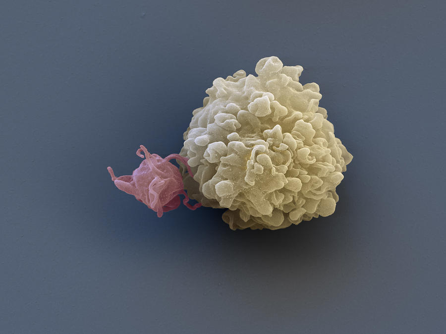 Thrombocyte And Lymphocyte, Sem Photograph by Meckes/ottawa