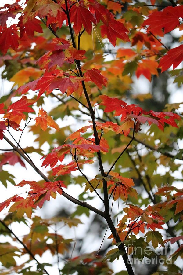 Through Autumn Maple Leaves Photograph by Carol Groenen