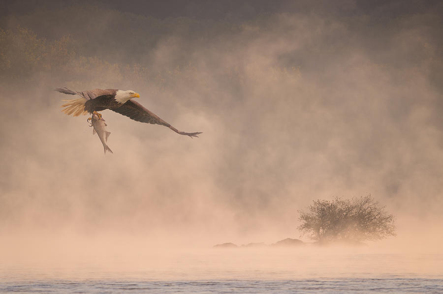 Eagle Photograph - Through Mist by ??? / Austin Li