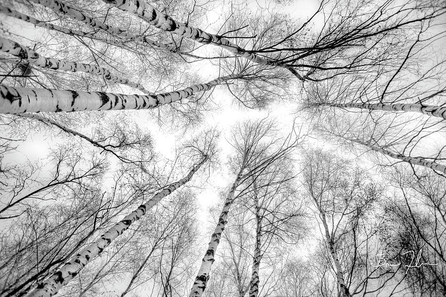 Black And White Photograph - Through The Birch Trees by Fivefishcreative