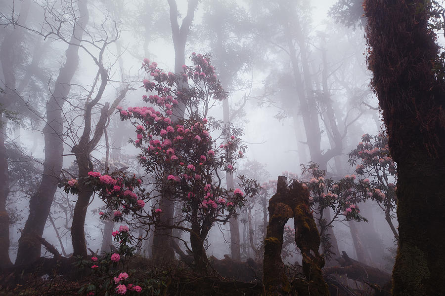 Through The Fog Photograph by Dmitry Kupratsevich