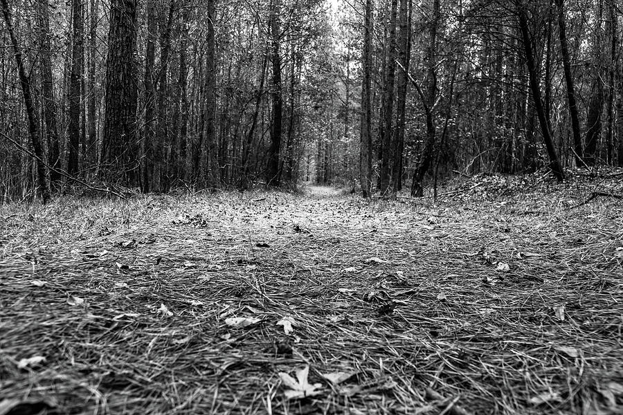Through the Forest Photograph by Doug Camara