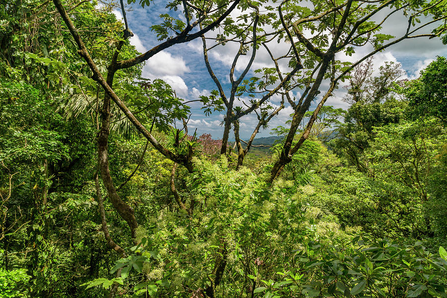 Jungle Photograph - Through the Jungle Trees by Betsy Knapp