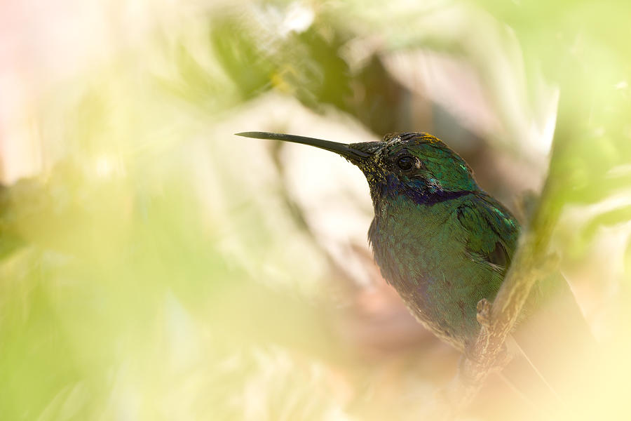 Hummingbird Photograph - Through The Leaves by Fabien Bravin