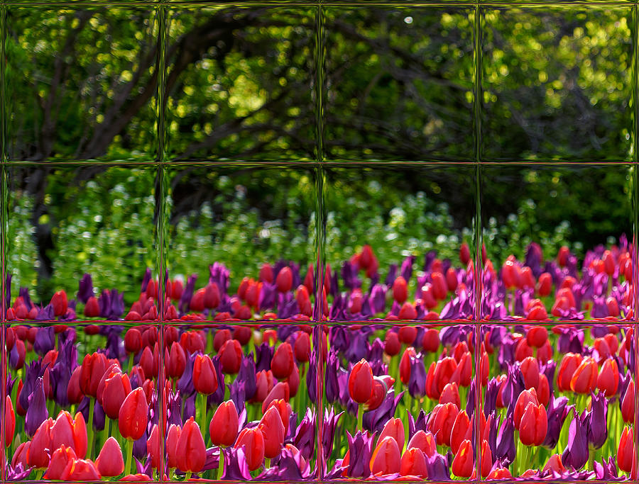Tulip Photograph - Through The Looking Glass by Lucie Gagnon