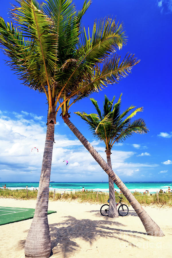 Through the Palm Trees at Fort Lauderdale Beach Photograph by John Rizzuto