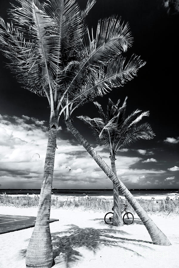 Through the Palm Trees at Fort Lauderdale Beach Monochrome Photograph by John Rizzuto