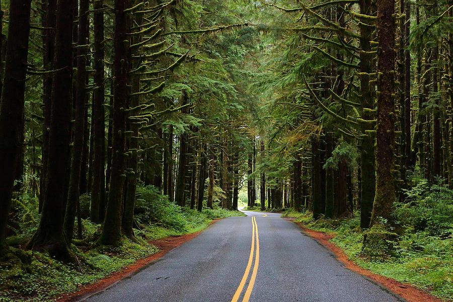 Through the Rainforest Photograph by David Andersen