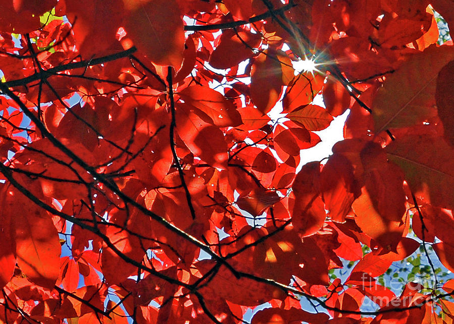 Through The Red Leaves Photograph by Lydia Holly
