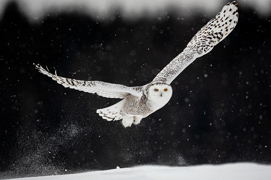 Winter Photograph - Through The Snow by Massimo Felici