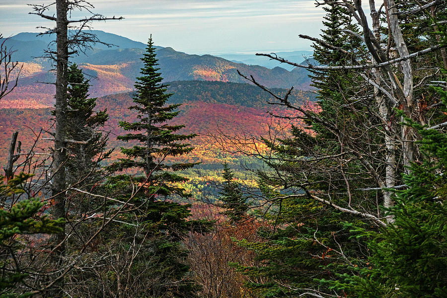 Through the Trees as seen from Wright Mountain Adirondack Photograph by Toby McGuire