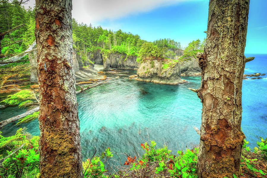 Through the Trees at Cape Flattery Photograph by Spencer McDonald