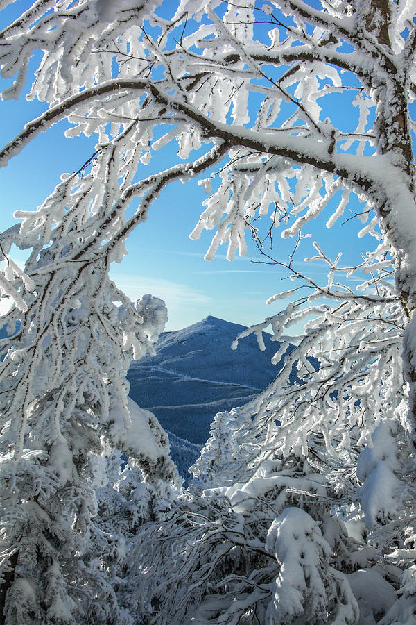 Winter Photograph - Through the Trees by White Mountain Images
