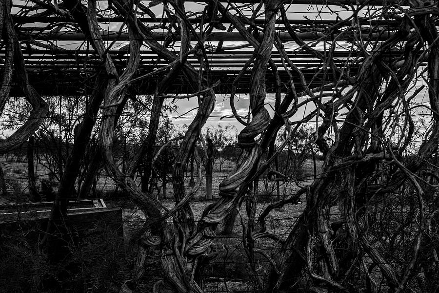 Through the vines Photograph by Jason Hughes