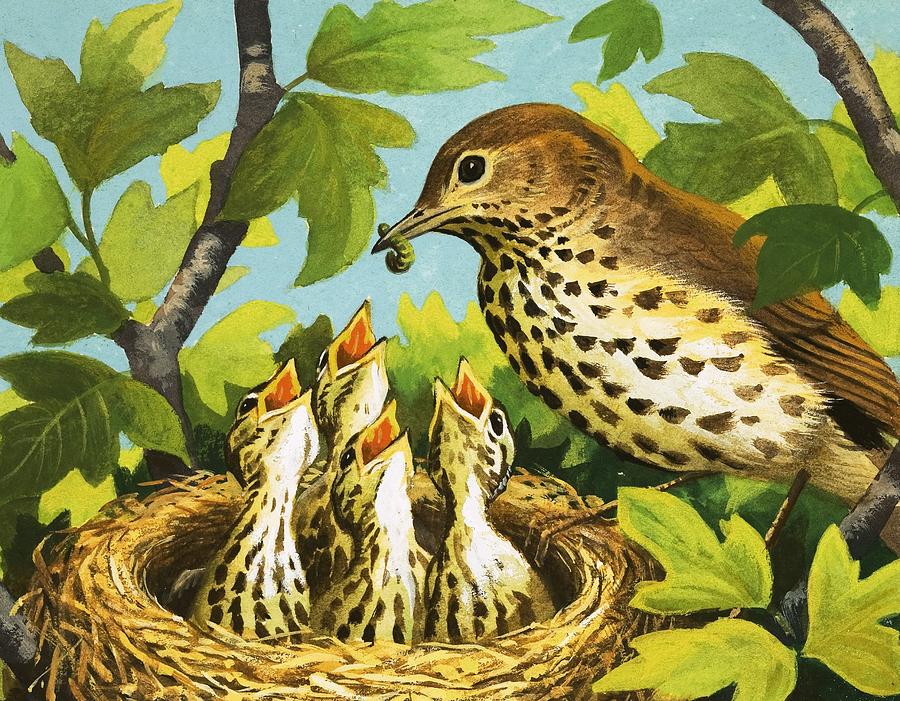 Animal Painting - Thrush And Chicks by English School