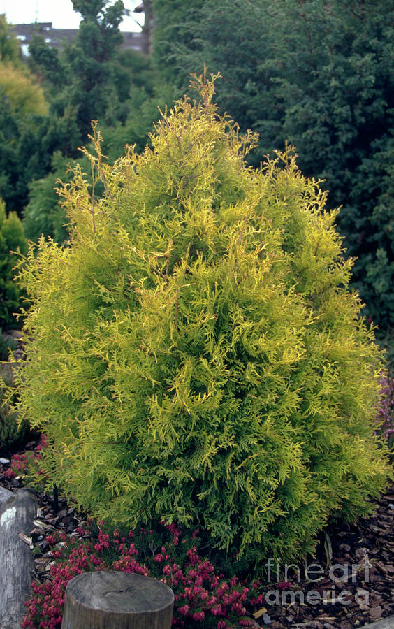 Thuja Occidentalis Rheingold Photograph by Mrs W D Monks/science Photo Library
