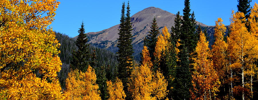 Fall Photograph - Thunder Mountain Aspens by Brian Goodbar