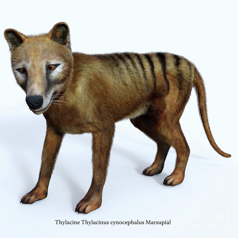 Thylacine Marsupial Side Profile with Font Digital Art by Corey Ford