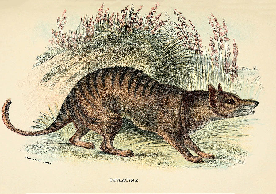 Thylacine, Plat XXIV Painting by Wyman & Sons ltd. - Fine Art America