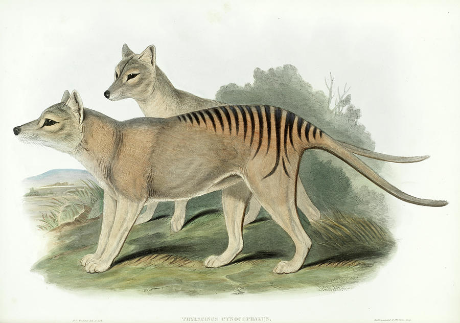 Thylacine Painting by John Gould - Fine Art America