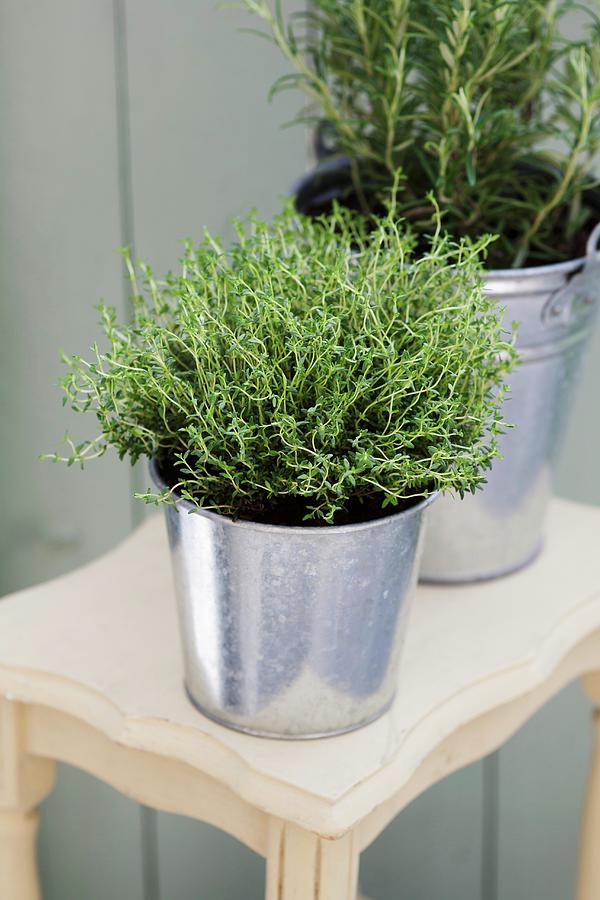 Thyme And Rosemary In A Zinc Bucket Photograph by Victoria Firmston