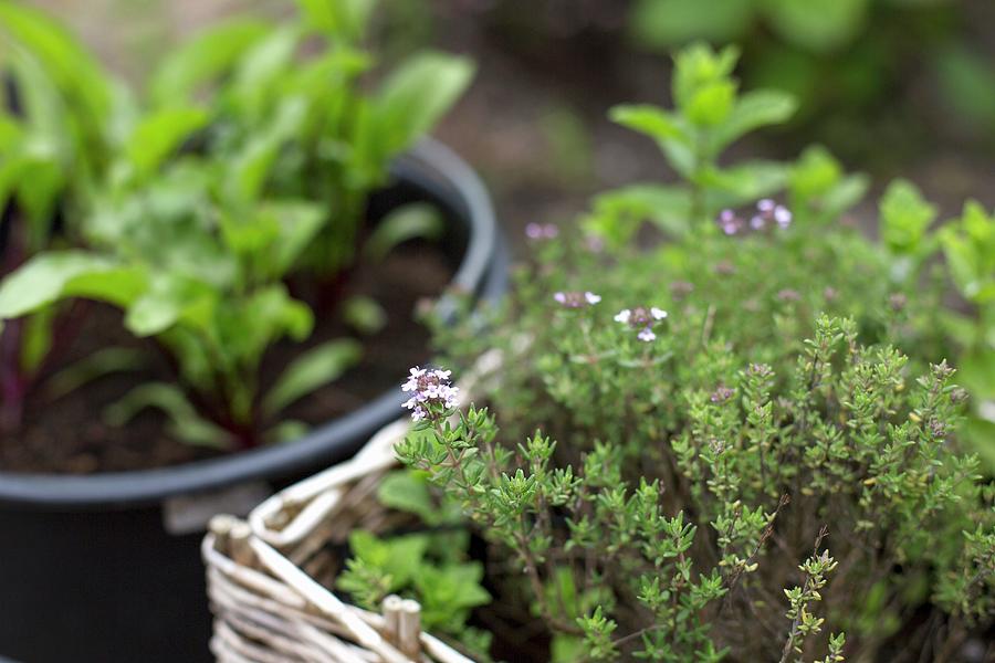 Thyme In A Planting Basket Photograph by Agnes Swart