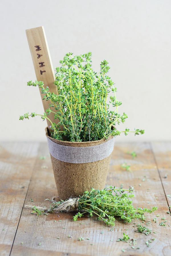 Thyme In A Pot Photograph by Sonia Chatelain