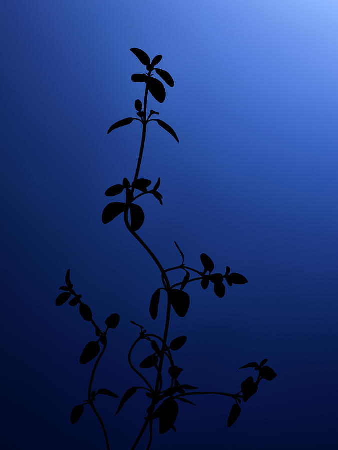 Thyme On Blue Photograph by Gareth Morgans