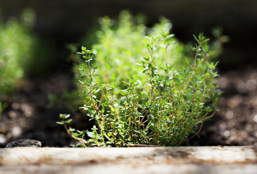 Thyme Plants In A Garden Photograph by Cath Lowe