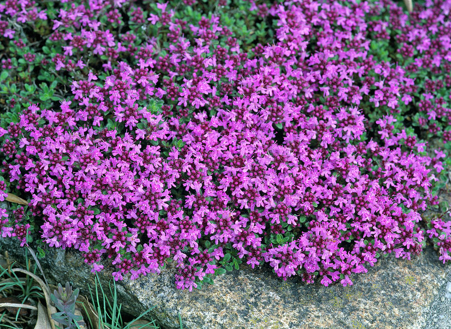 Thymus Serpyllum 'coccineus' field Thyme Photograph by Friedrich ...