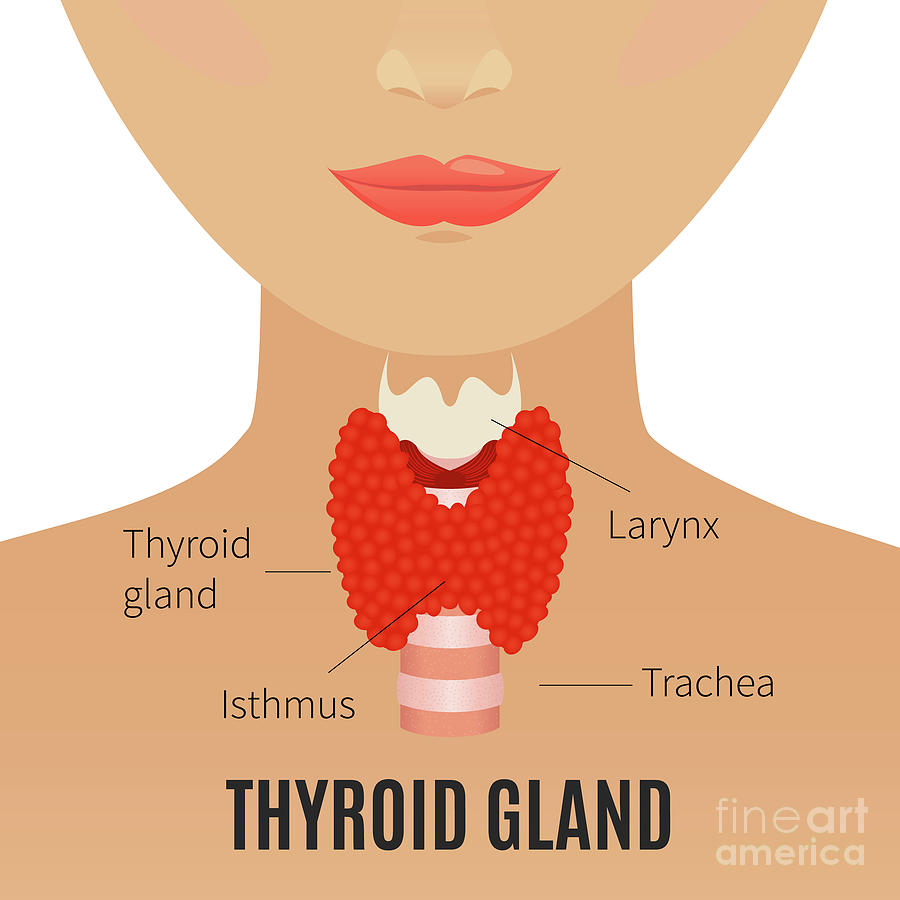 Thyroid In Women Photograph by Art4stock/science Photo Library - Fine ...