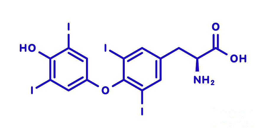 Thyroxine Photograph - Thyroxine Thyroid Hormone Molecule by Molekuul/science Photo Library
