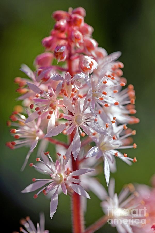 Tiarella spring Symphony Photograph by Dr Keith Wheeler/science Photo Library