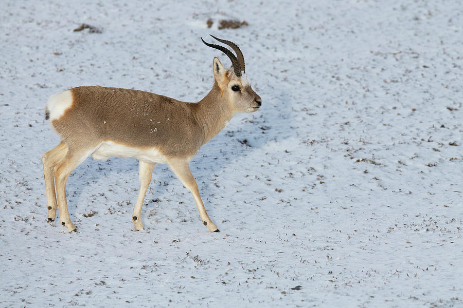 Tibetan Gazelle Or Goa Keke Xili / Hoh Xil Nature Reserve Photograph by ...