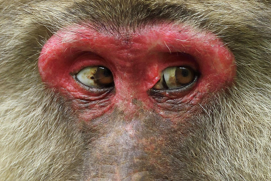 Tibetan Macaque Eye Close Up Sichuan Province China Photograph