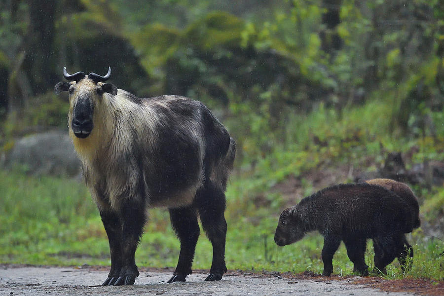 Tibetan Takin Female With Two Calves, Sichuan Province, China ...