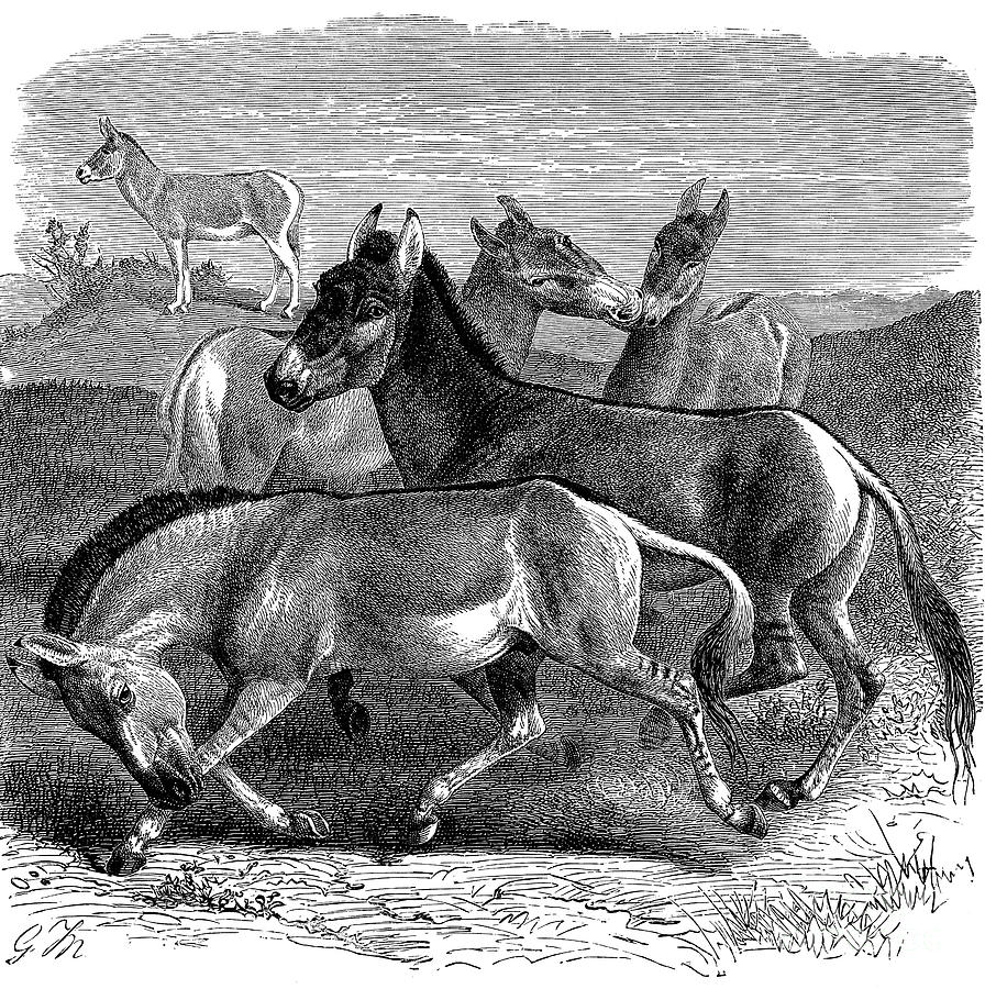Tibetan Wild Ass Or Kiang, 1893 Drawing by Print Collector