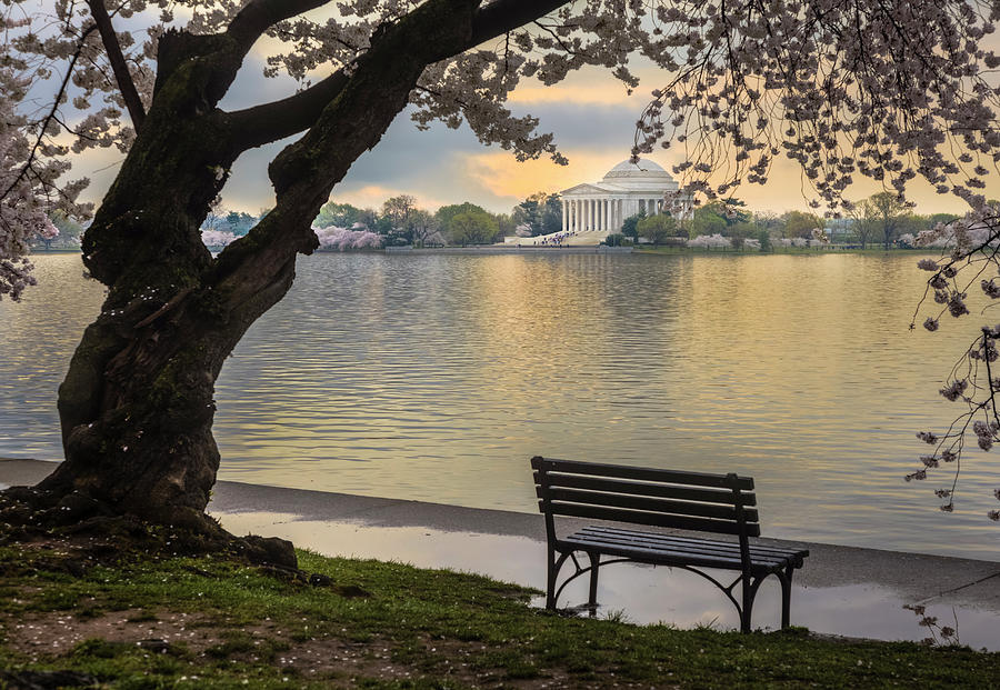 Tidal Basin With Cherry Blossoms And Photograph by Drnadig Tidal Basin With Cherry Blossoms And Photograph by Drnadig