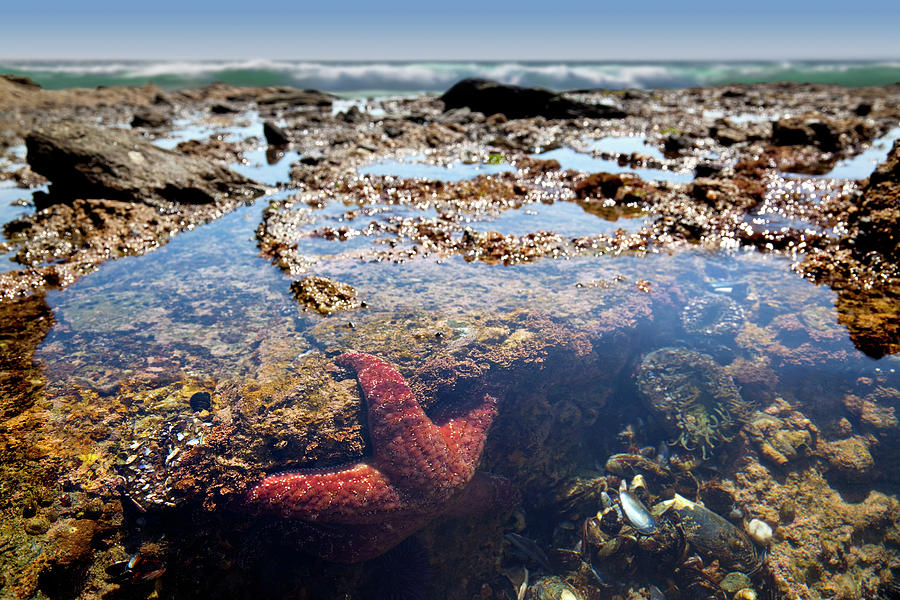 Tide Pool Teeming With Life Photograph by Magnetcreative