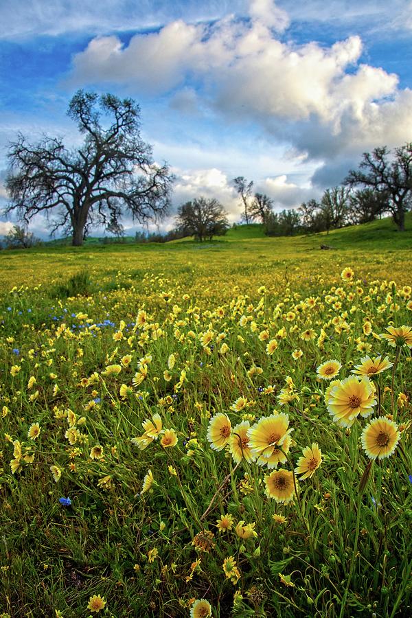 Tidy Tips at Shell Creek - Superbloom 2019 Photograph by Lynn Bauer