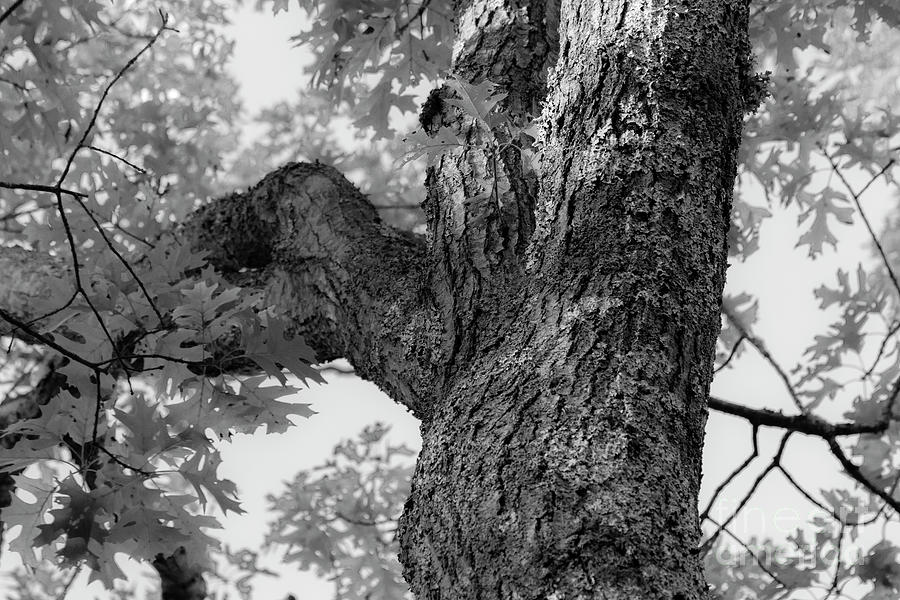 Tie A Yellow Ribbon Round The Old Oak Tree Photograph by Sharon Mayhak