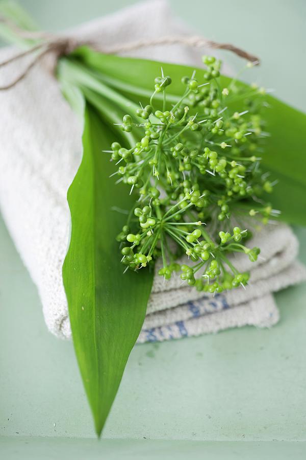 Tied Bunch Of Ramsons Seedheads And Leaves Photograph by Martina Schindler