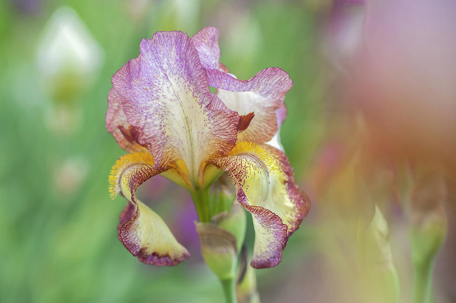 Tiffany Closeup. The Beauty Of Irises Photograph by Jenny Rainbow