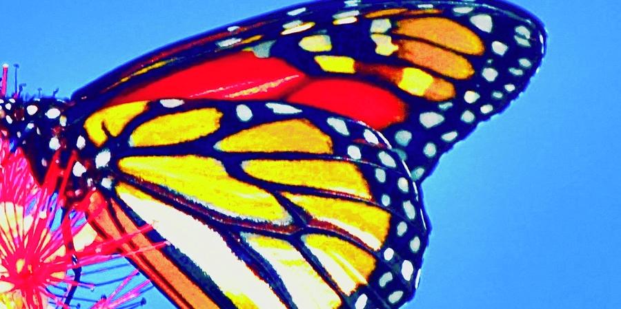 Tiffany Style Butterfly Photograph by Debra Grace Addison